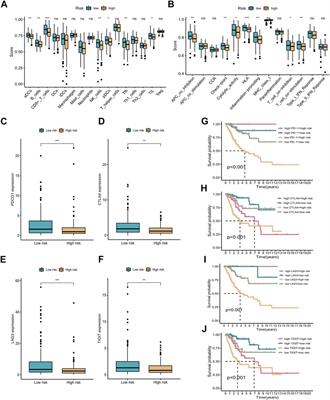 Signature of seven cuproptosis-related lncRNAs as a novel biomarker to predict prognosis and therapeutic response in cervical cancer